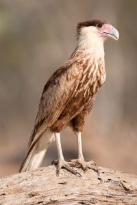 Birds-of-Prey;Caracara;Caracara-cheriway;Crested-Caracara;curved-beak;hunter;pre